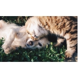 valor de consulta veterinária para cães e gatos Vila Iapi