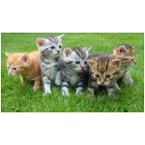 valor de consulta veterinária para gato Parque dos Pomares