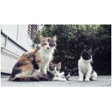 veterinário com internação sob agendamento Jardim Itatiaia