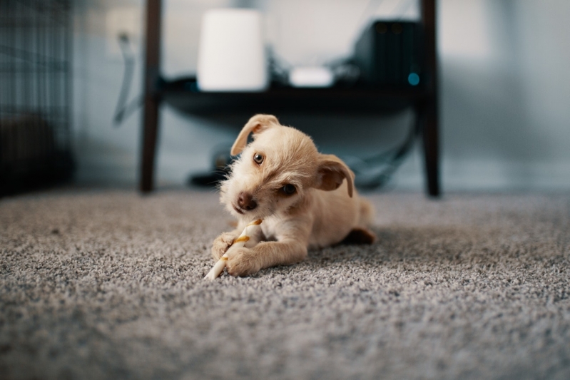 Vacina para Cães à Venda Vila Georgina - Vacina Imunologia Veterinária