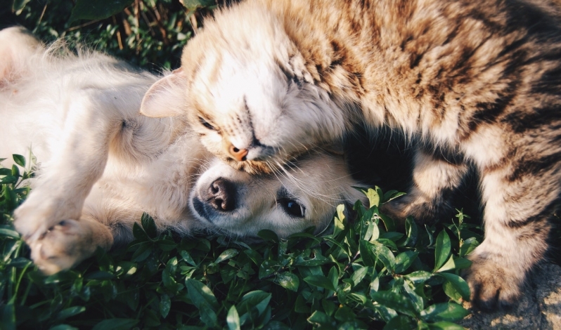 Valor de Consulta Veterinária para Cães e Gatos Jardim Campo Belo II - Consulta Veterinária para Aves