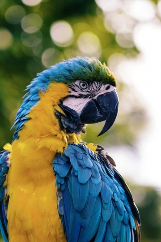 Veterinário 24 Horas Chácara da Barra - Veterinário Popular