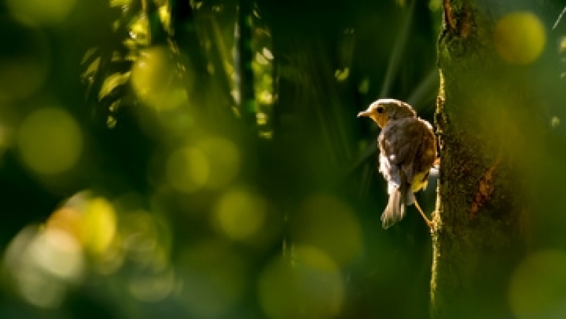 Veterinário com Atendimento Clínico sob Agendamento Jardim São Carlos - Veterinário de Aves