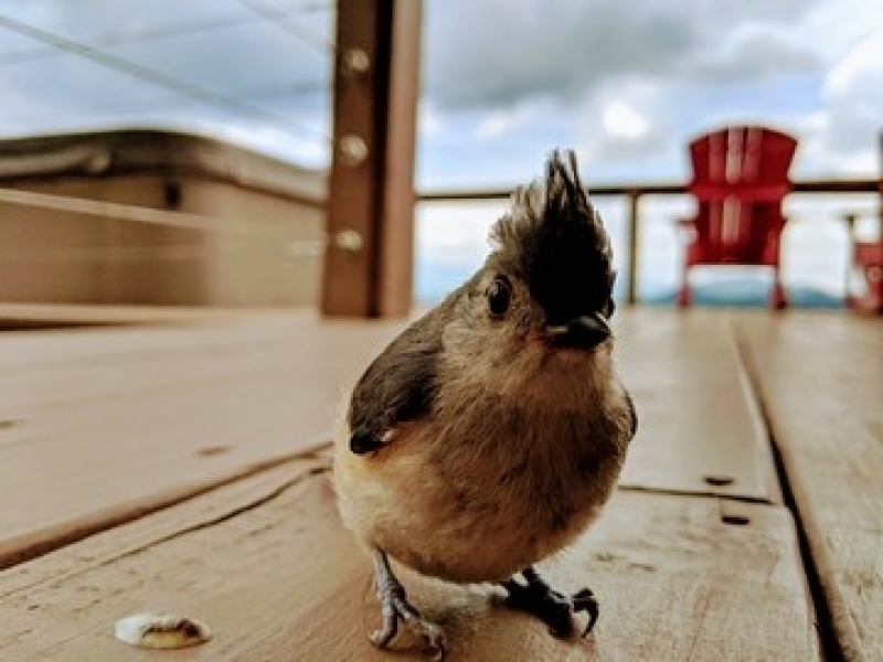 Veterinário Popular Bananal - Veterinário de Aves